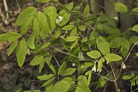Lonicera canadensis